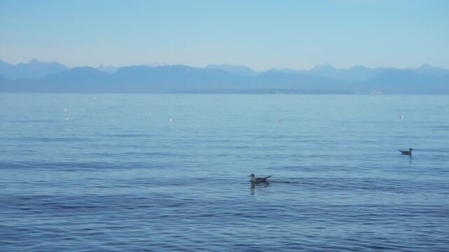 Seagulls swimming on calm blue ocean water with distant coastal mountains