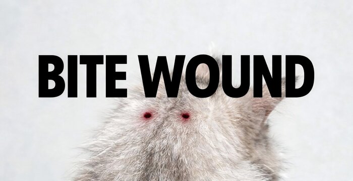 Close-up of a furry animal's skin with two red bite wounds and the bold text BITE WOUND superimposed.