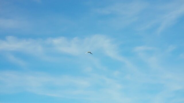 White seagull gliding high in a bright blue sky with wispy clouds