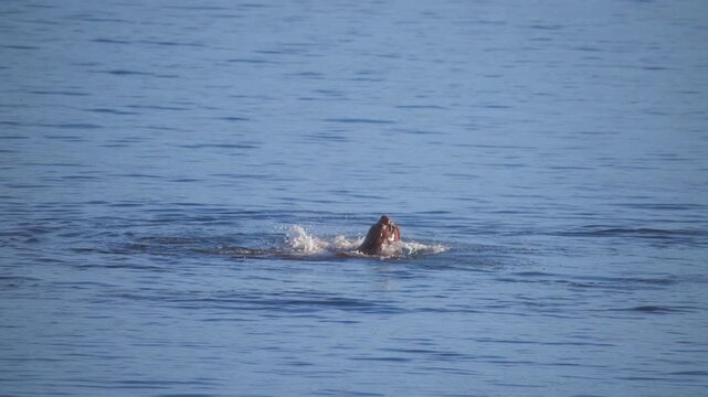 Wild sea eating and swallowing giant pacific octopus in the ocean