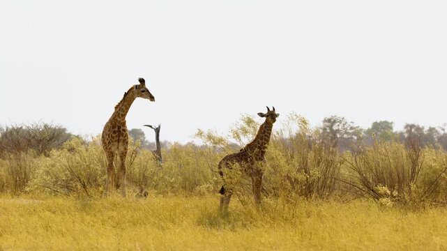 Footage of a young baby giraffe with his mother in Moremi Game Reserve of South africa.