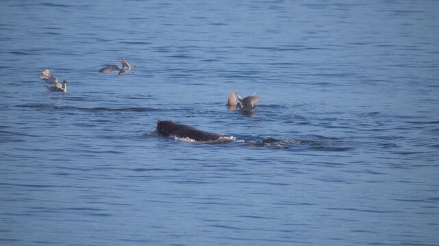 Harbor seal surfacing from the ocean surrounded by flying seagulls