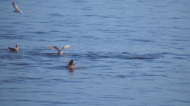 Wild seal surfacing from the ocean surrounded by flying seagulls