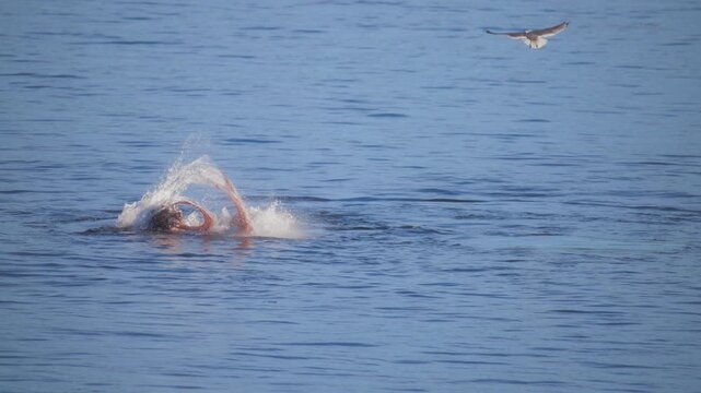 Harbor seal feeding on giant pacific octopus in the ocean waters