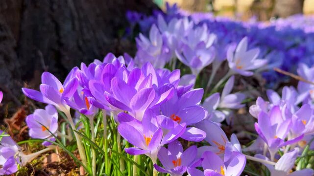Purple crocus flower blooming in spring garden