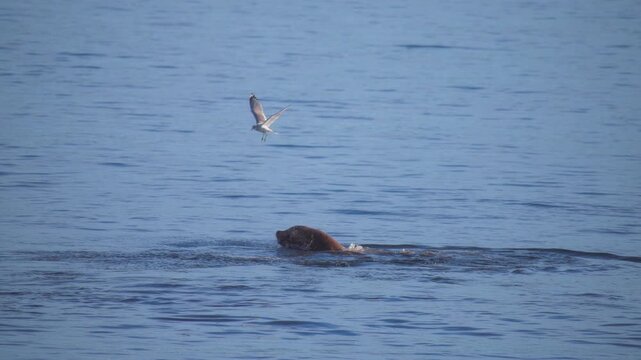 Wild harbor seal eating giant pacific octopus in the blue sea waters