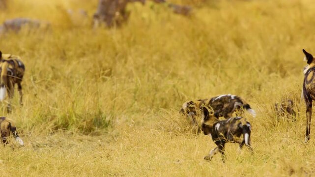 Close up of a baby African wild dog (Lycaon pictus) in Moremi Game Reserve of South africa.