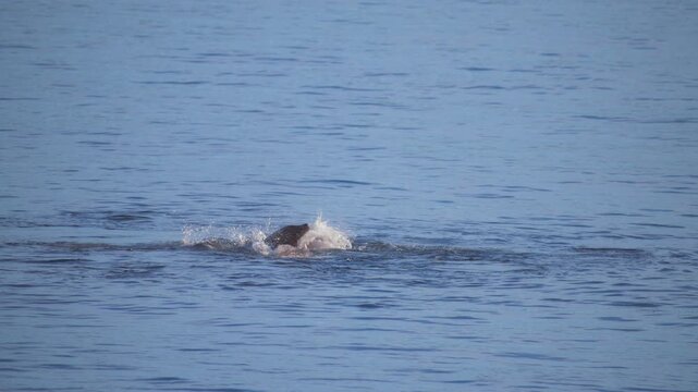 Wild seal surfacing above water with octopus in its mouth
