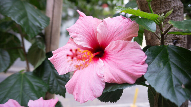 flor china rosa 