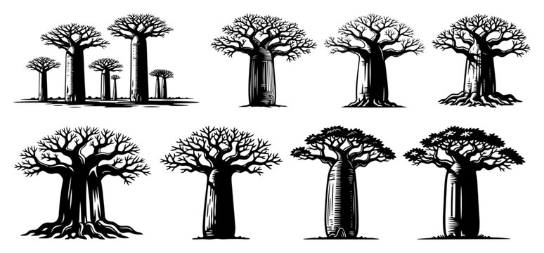 Baobab tree collection from African landscape in vintage woodcut engraving style