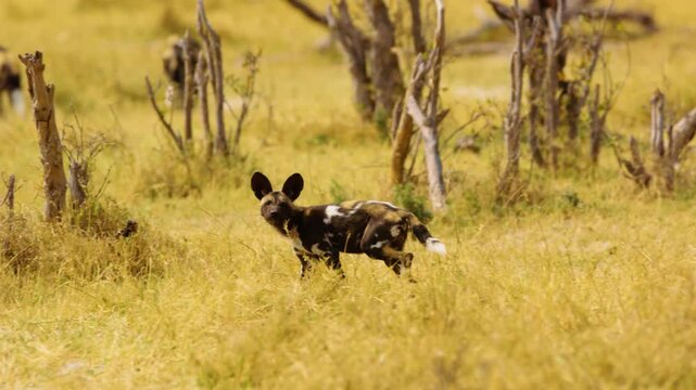 African wild dog, Lycaon pictus. Hunting painted dog with big ears, beautiful wild animal in habitat. Wildlife nature, Moremi, Okavanago delta, Botswana, Africa. 