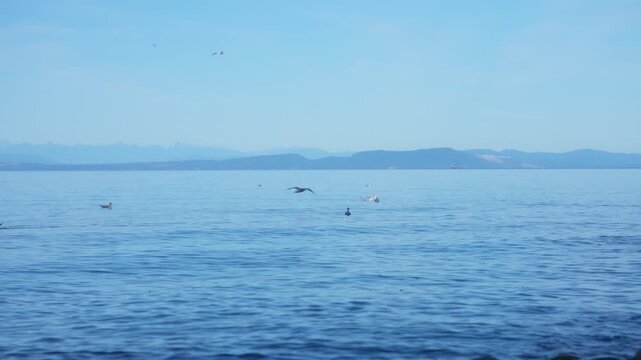 Seagulls floating on calm blue ocean water with distant mountains