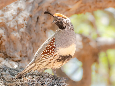 Male Gambell's Quail in Arizona