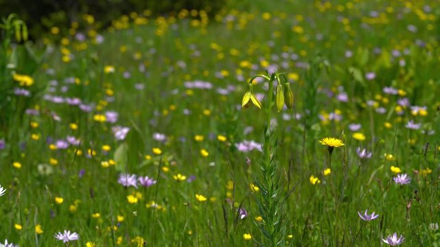 Bosnian Lily in mountain ambient, slight breeze (Lilium bosniacum) - (4K)