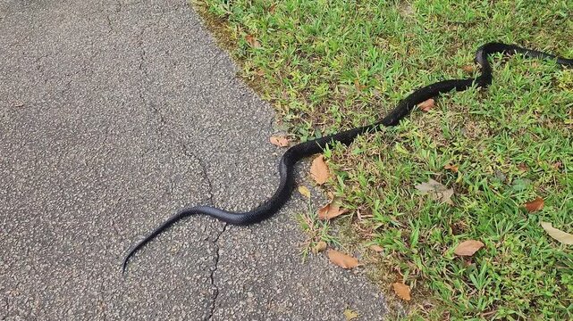 Black racer snake, Coluber constrictor priapus, crossing pedestrian path in Cary, North Carolina, US. North American snakes