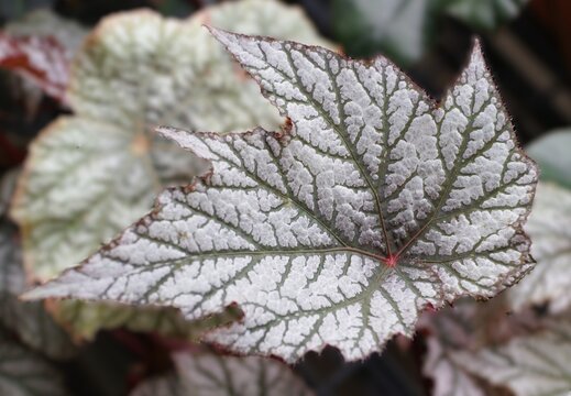 Silvery Begonia Brad's Shadowland leaf with dark green branching veins and serrated edges showing subtle reddish tones.