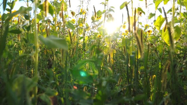 Beautiful nature scene of meadow with green grass and other wild vegetation. Bright summer sun shining through plants stems at background. Scenic countryside landscape. Slow motion Low view