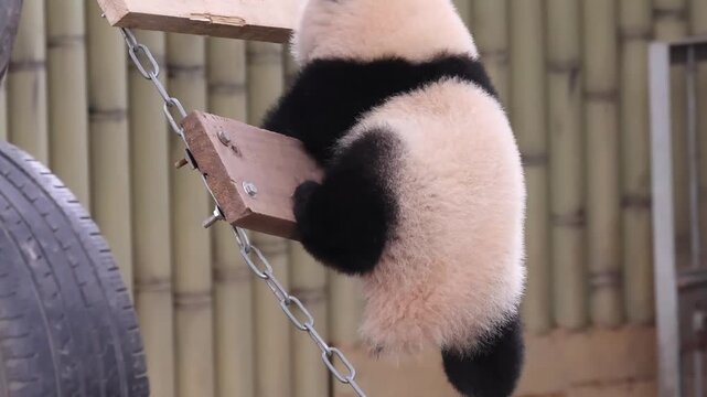 Little playful panda, Yue Liang, having fun on the string ladder, Chongqing, China
