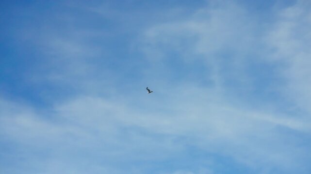 Seagull flying through a bright blue sky with wispy clouds