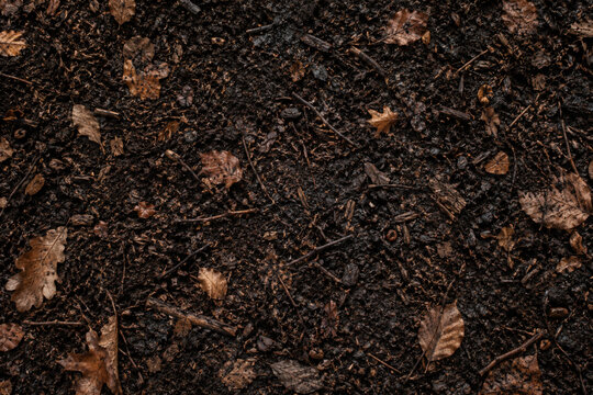 Dark Wet Forest Floor Texture with Autumn Dry Leaves and Twigs