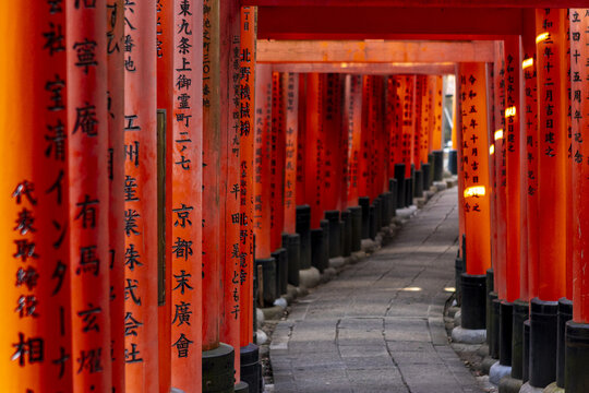 View of the iconic Senbon Torii gates with vibrant vermilion pillars and black bases lining a stone path at Fushimi Inari-taisha Kyoto, Kyoto, Japan.