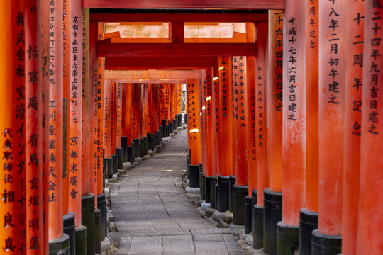 View of vibrant orange Senbon Torii gates with black bases and Japanese calligraphy along a stone path at the Fushimi Inari-taisha shrine in Kyoto, Kyoto, Japan.