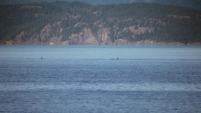 Killer whales surfacing together near a forested mountain coastline
