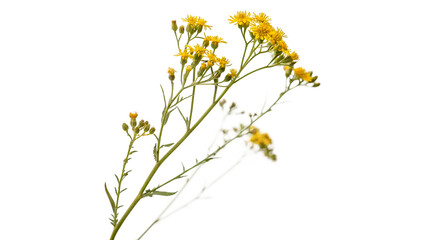 Branch of fresh wild yellow tansy flowers on green stem isolated on transparent background cut out © novara-png