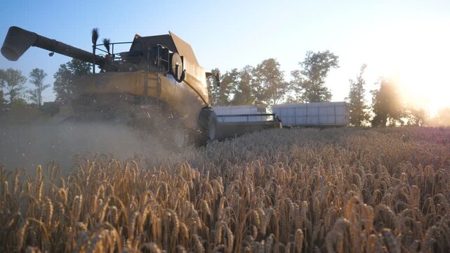 Grain harvester gathering crop of ripe wheat in field at sunset. Combine riding through rural leaving trail of dust behind. Scenic view at background. Working process on farm. Slow motion Back view