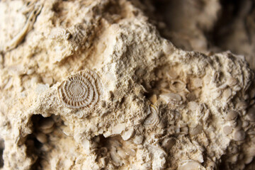 Macro shot of ancient fossils embedded in limestone rock. © Olena