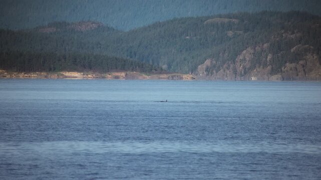 Orcas surfacing in the vast blue waters of a mountain bay.