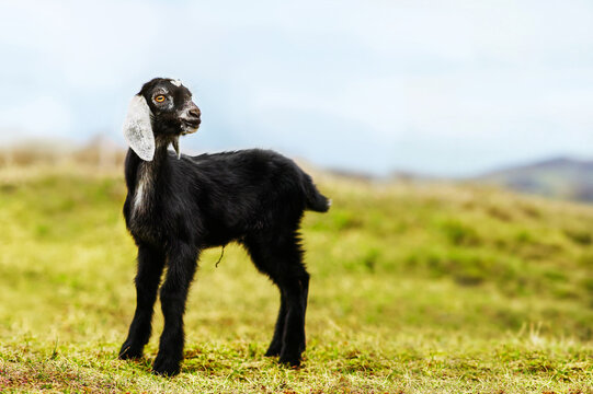 Young Black Goat Standing on Grass