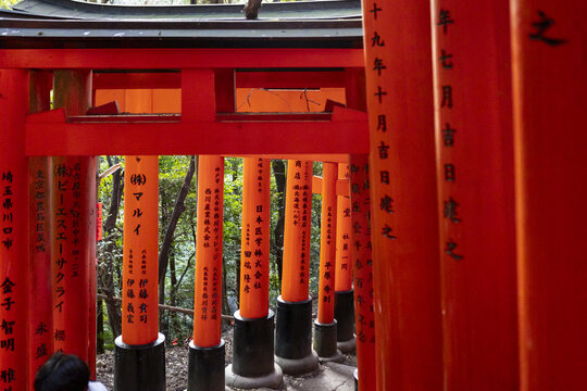 View of the iconic Senbon Torii vermilion gates with black bases and Japanese inscriptions at Fushimi Inari-taisha in Kyoto, Kyoto, Japan.