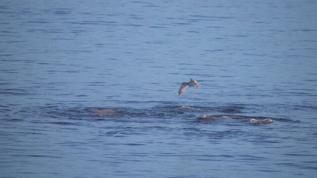 Seagull flying above wild seals surfacing from the ocean water