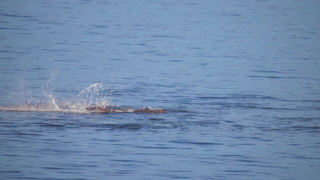 Harbor seal tearing apart giant pacific octopus in blue ocean water