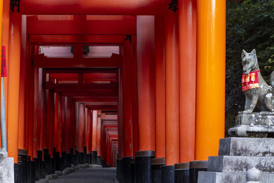 View of the Senbon Torii gates with a stone fox statue and lush greenery at Fushimi Inari-taisha shrine, Kyoto, Kyoto, Japan.