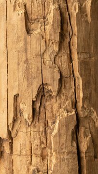 tree bark texture