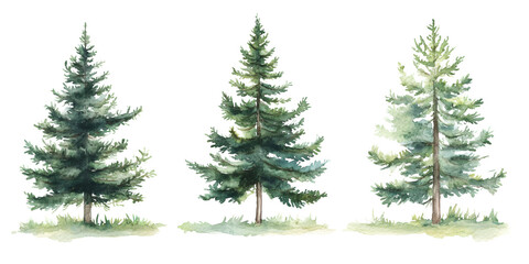 Obraz premium A beautiful watercolor illustration of three detailed evergreen trees with green needles and trunks standing in grassy patches, perfect for winter holiday and nature designs&nbsp;