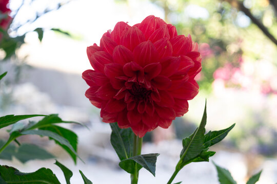 Beautiful red dahlia pinnata flower blooming in a sunny garden