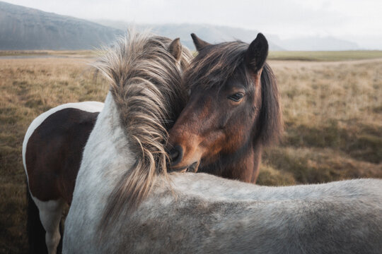 View of two Icelandic horses interacting in a vast grassy field with distant hills under an overcast sky Iceland.