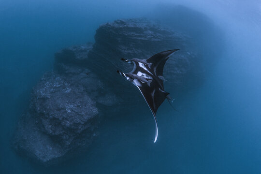 View of a giant manta ray swimming with remora fish near a large underwater rock formation at Socorro Island Colima, Mexico.