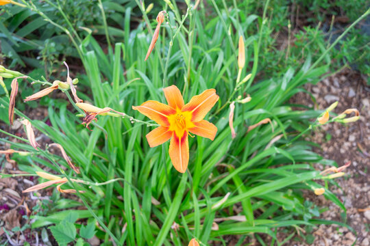 Orange daylily hemerocallis fulva flower blooming in a garden bush