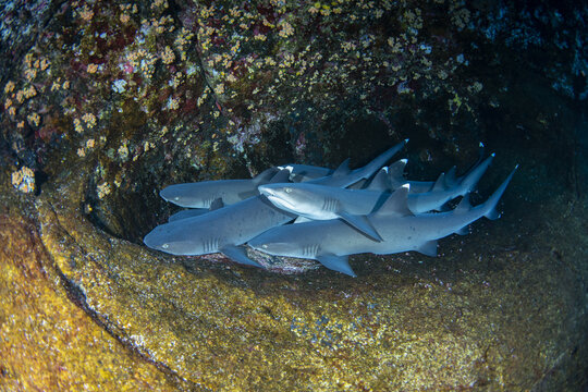 View of whitetip reef sharks resting in an underwater rocky crevice with small corals on Socorro Island, Colima, Mexico.