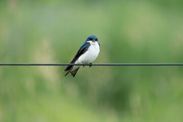 Obraz premium Tree Swallow with Iridescent Blue Plumage Perched on Wire