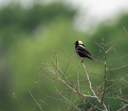 Male Bobolink with Yellow Nape Perched on Branch