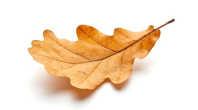 A single, dried golden-brown autumn oak leaf showing detailed vein patterns, isolated on a clean white background with a soft shadow underneath.