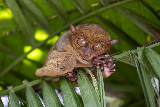 View of a Philippine tarsier with large round eyes clinging to green palm leaves at the Philippine Tarsier Sanctuary in Corella, Central Visayas, Philippines.