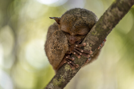 View of a Philippine tarsier sleeping while clinging to a tree branch at the Philippine Tarsier Sanctuary Corella, Central Visayas, Philippines.