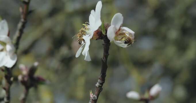 Honeybees pollinating white spring blossoms on a branch