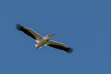 Fototapeta premium Krauskopfpelikan, im Flug, albanische Seite des Prespasees, Nationalpark Prespa, Dreiländereck Albanien, Griechenland, Nordmazedonien, 30.05.2026 
